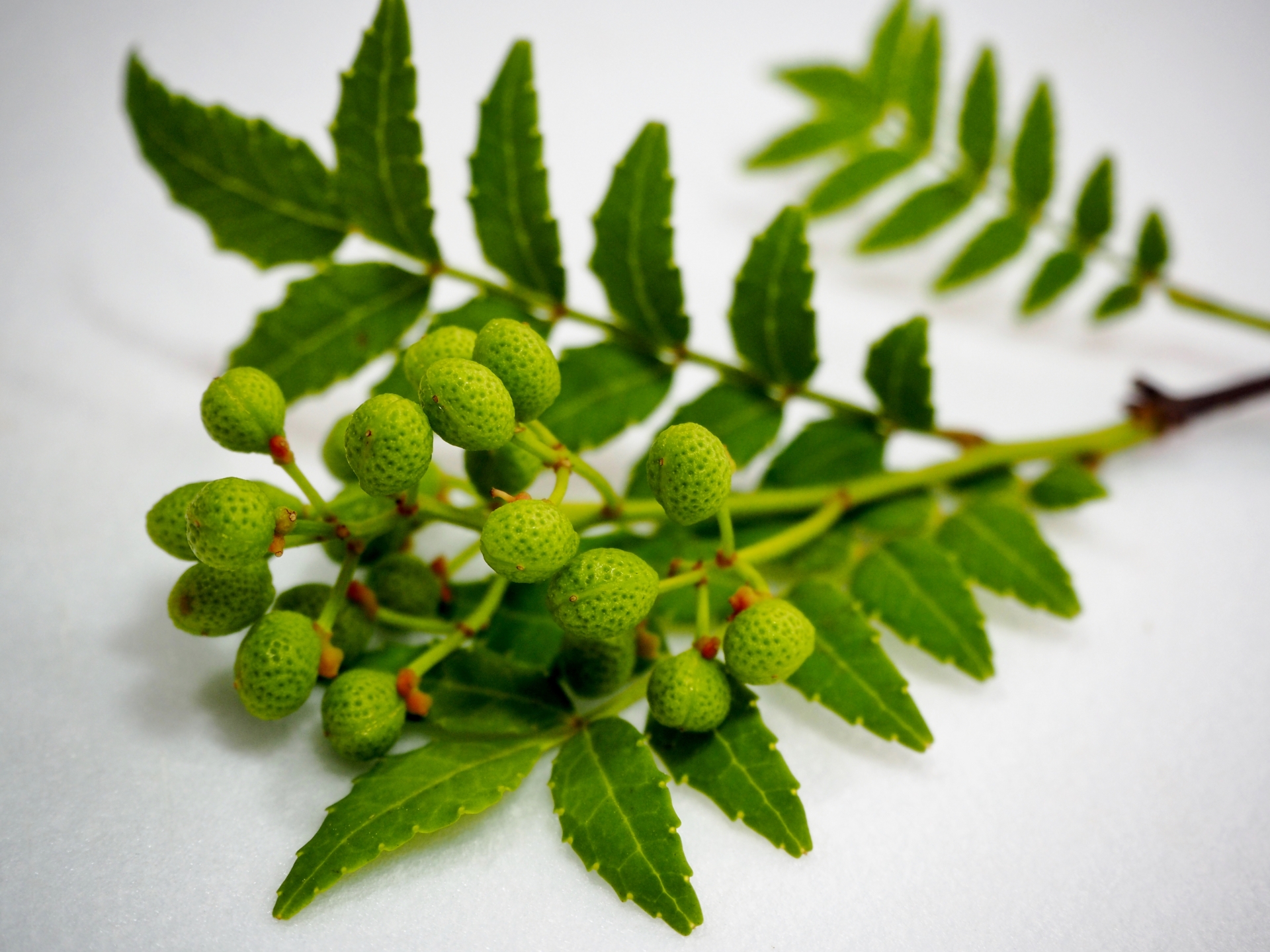 朝倉山椒 日本伝統野菜推進協会 伝統野菜を後世に残すためのpr活動