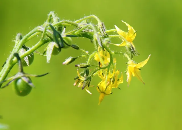 トマトの花と実