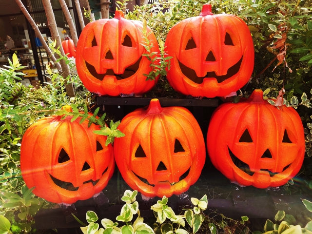 西洋カボチャの走りの品種 加賀野菜の打木赤皮甘栗かぼちゃ – 【日本