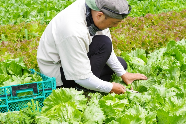 伝統野菜をどう支えるか？「シビック・アグリカルチャー」の視点で考え